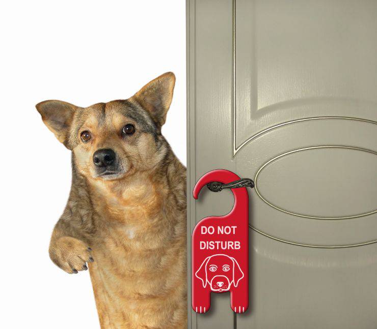 Il cane apre le porte