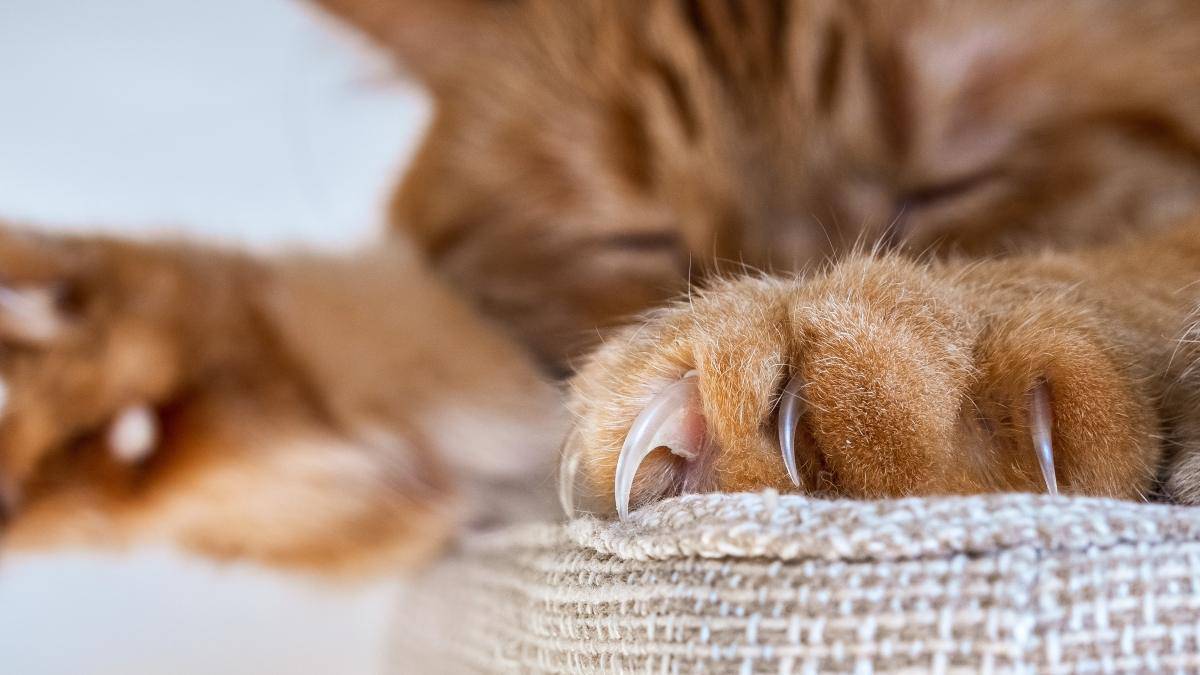 Le unghie del gatto