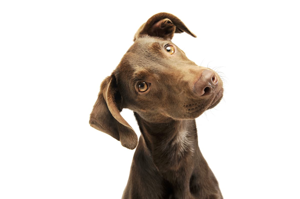 Flehmen nel cane (Foto Adobe Stock)