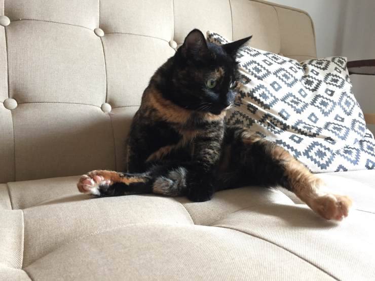 Il gatto fa pipì sul letto