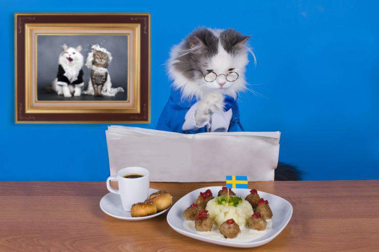 Ricette per gatti