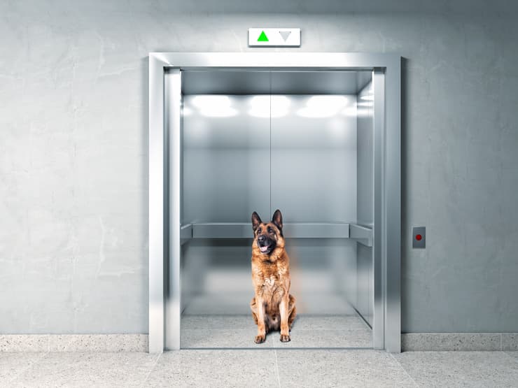 il cane nelle parti in comune del condominio cane ascensore condominiale (Foto Adobe Stock)