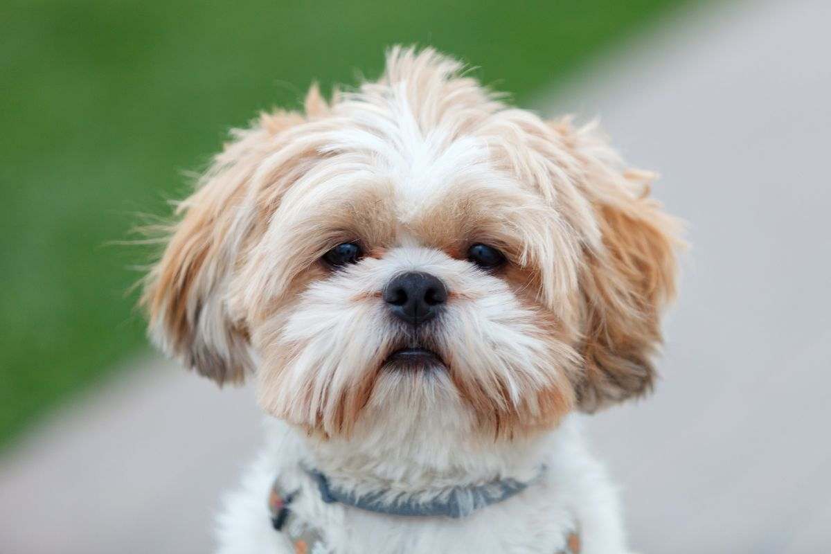 Cane Shih Tzu in primo piano