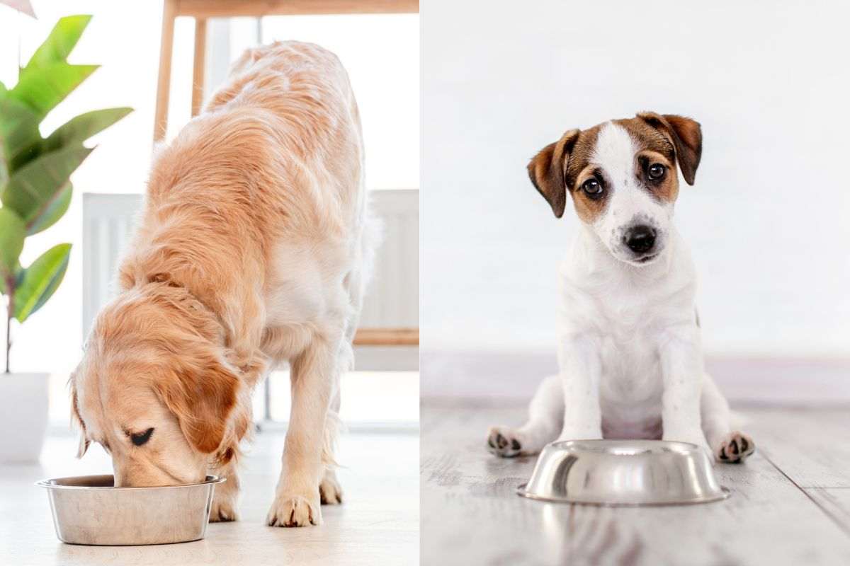 Cani che mangiano dalla ciotola