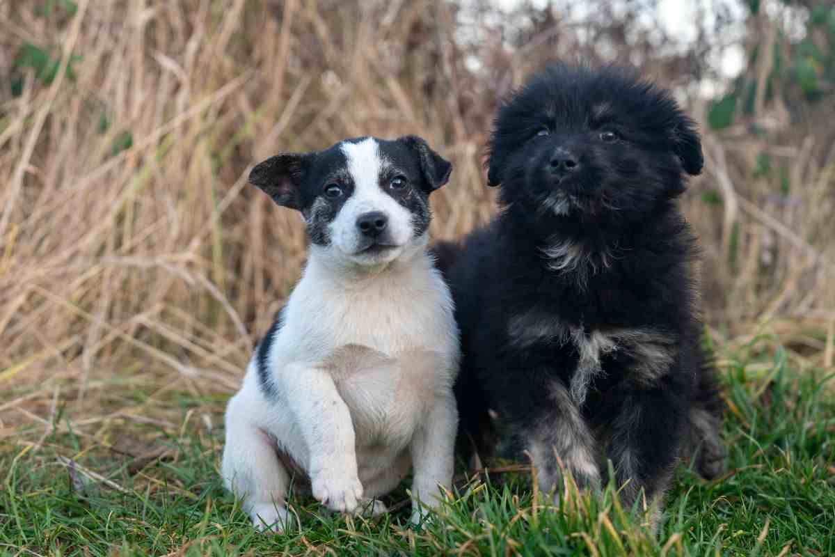 Cani meticci