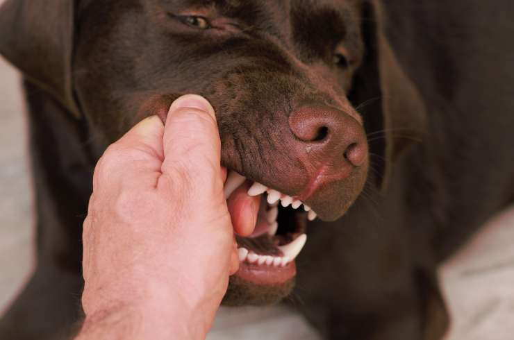 Perché il cane morde le mani