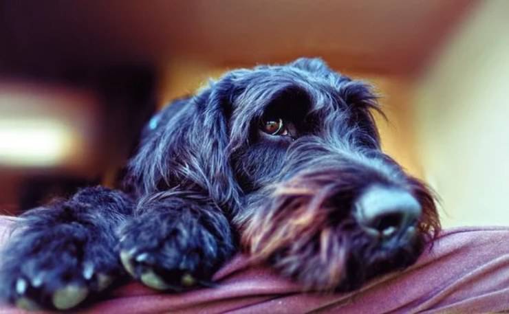 Riesenschnauzer cucciolo