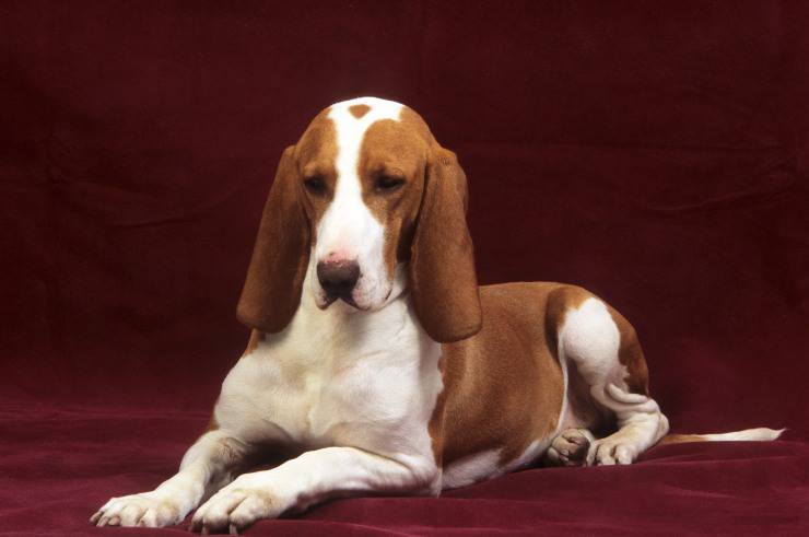 Sabueso espanol adulto