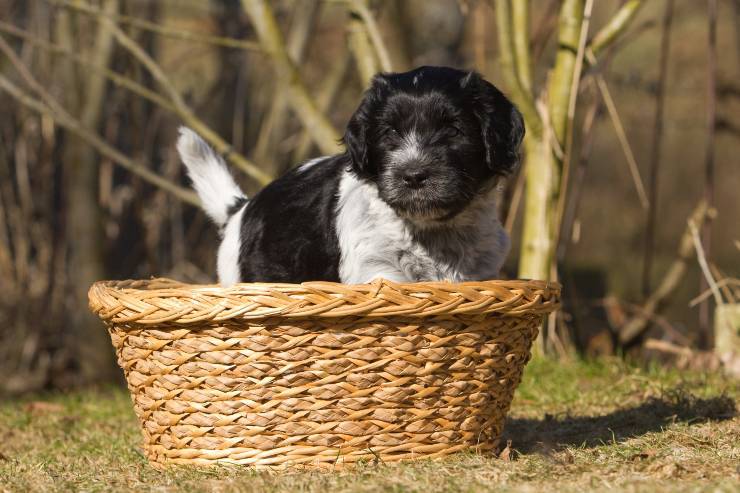 Schapendoes cucciolo 