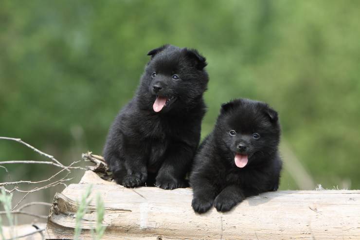 Schipperke cucciolo 