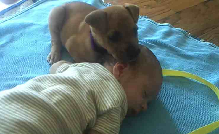 Callie, il cane abbandonato diventato migliore amico di un bambino (screenshot YouTube?