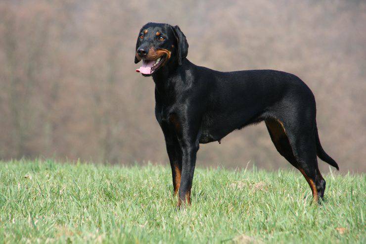 Segugio austriaco adulto
