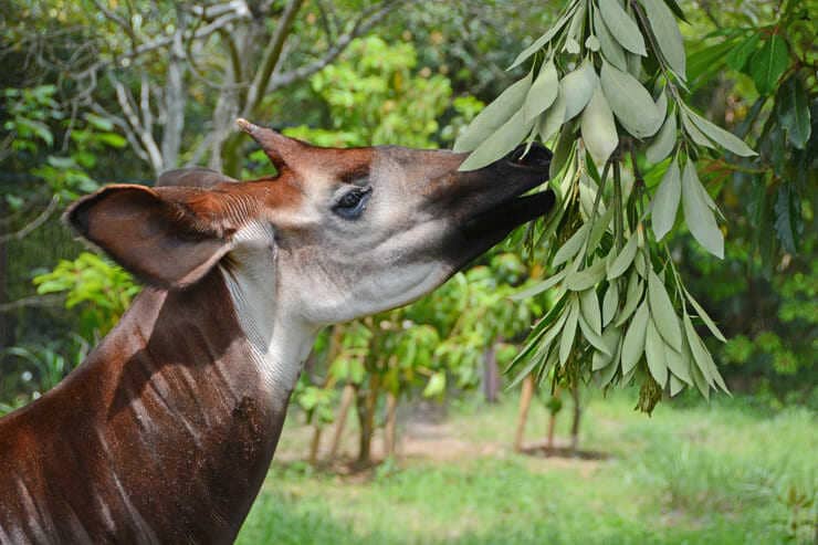 okapi giraffa