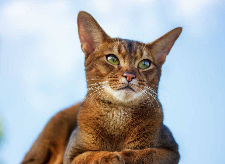 gatto abissino malattie comuni