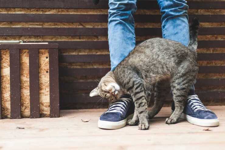 come viziare il gatto