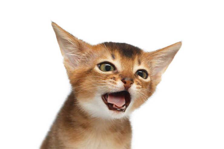 tosse gatto rimedi naturali