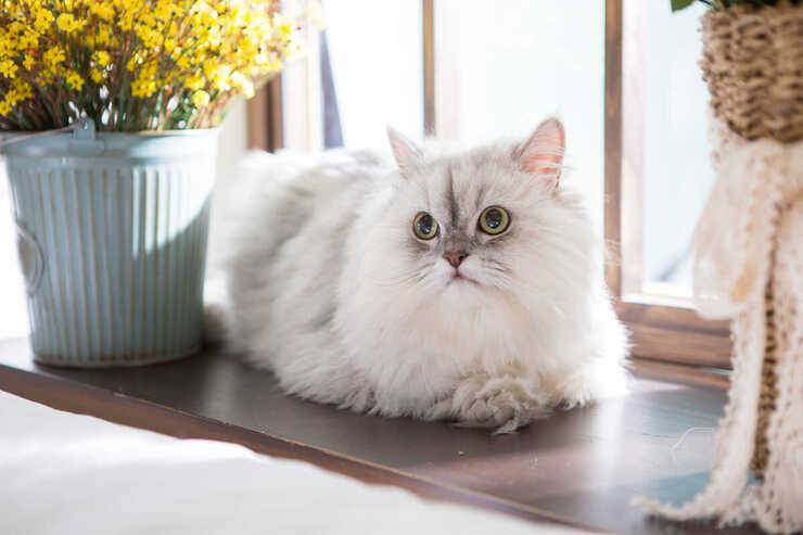 gatto persiano