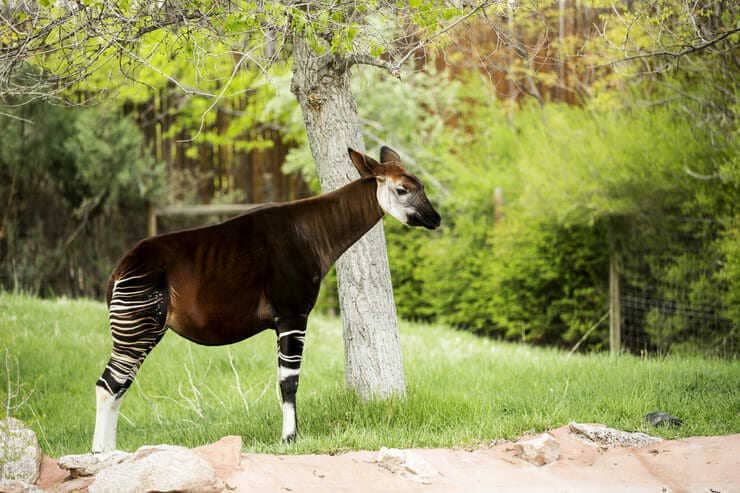 giraffide