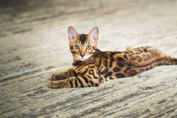 gatto bengala malattie comuni