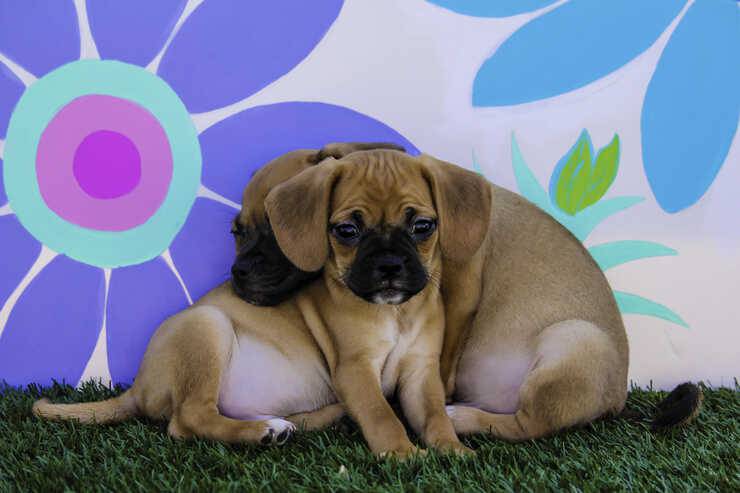 puggle