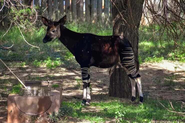 giraffide
