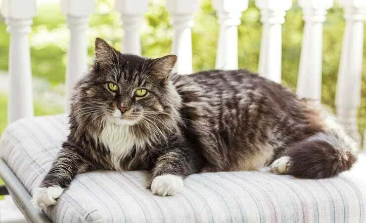 maine coon malattie comuni