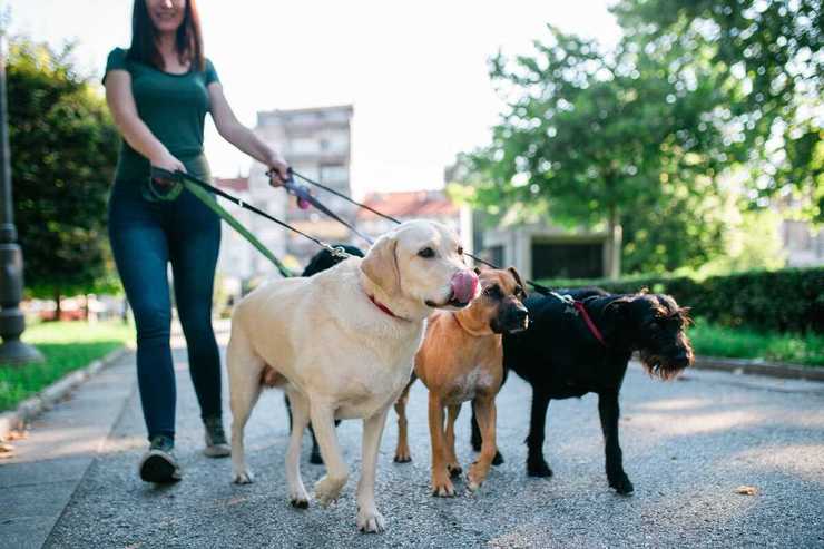 Responsabilità dog sitter (Foto Adobe Stock)