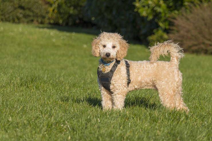 cane pettorina