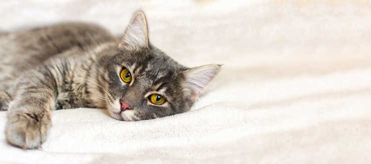tumore cardiaco gatto