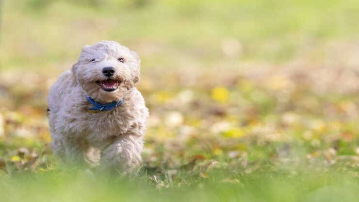 cane che corre