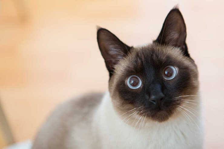 siamese malattie comuni