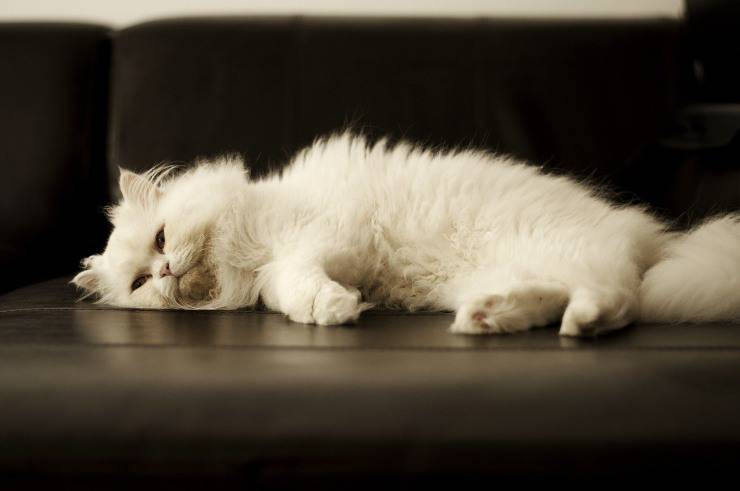 Gatto bianco