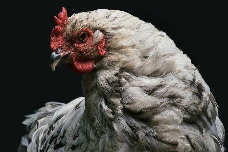 Gallina