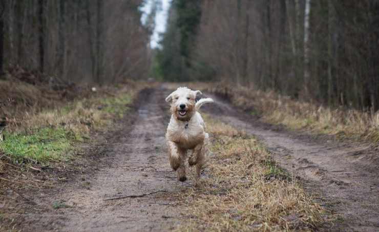 Cane corre per strada (Foto Pixabay)