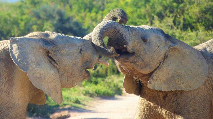 animali più forti al mondo