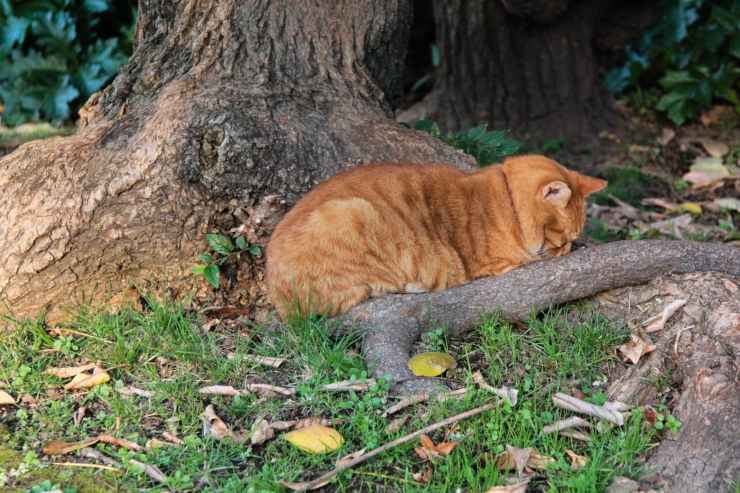 Il gatto non risponde