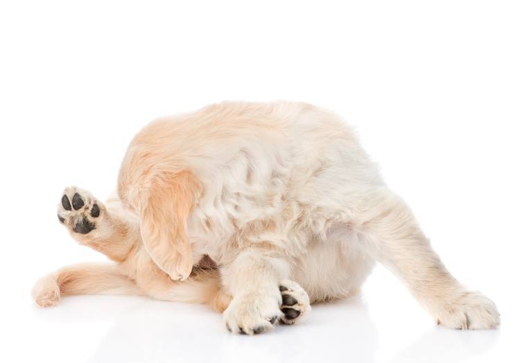 La balanopostite nel cane