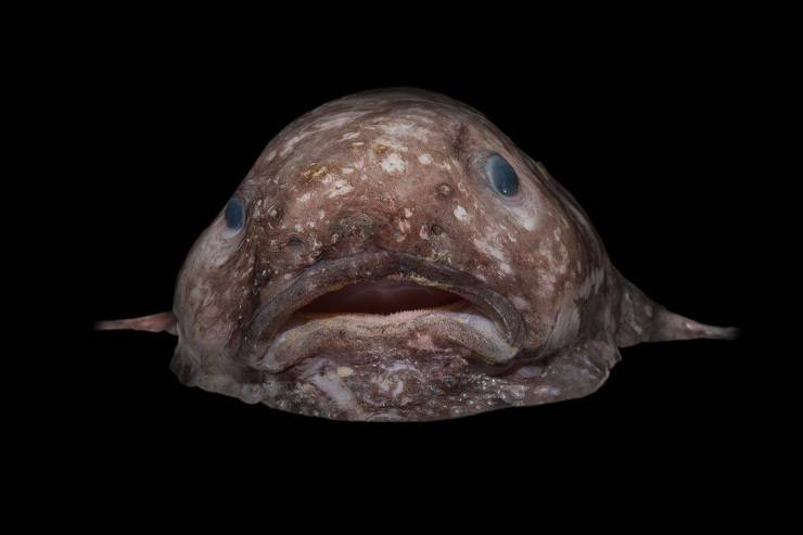 pesce blob