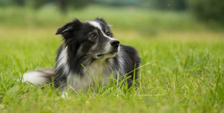 Un cane preoccupato (Foto Pixabay)