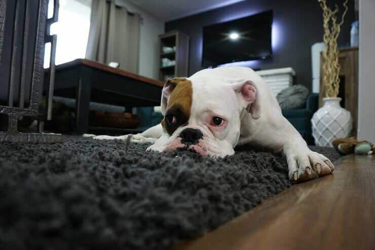 boxer malato