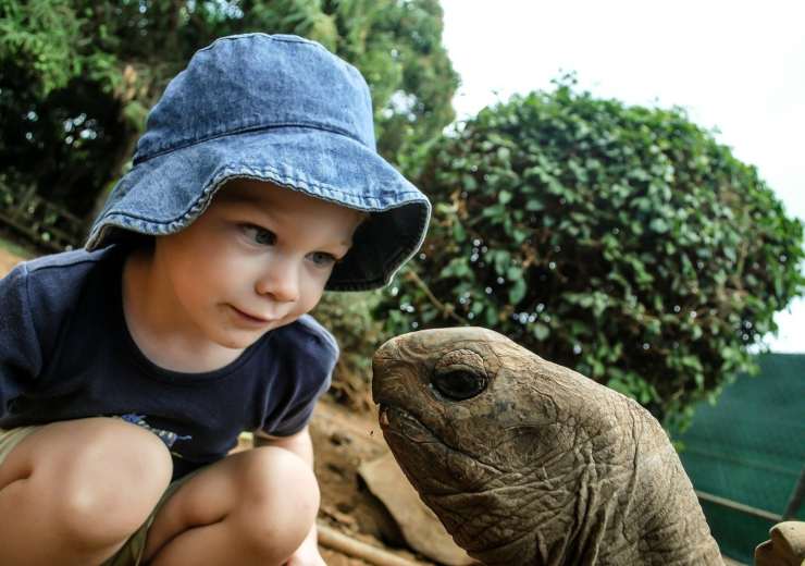 Tartarughe per bambini