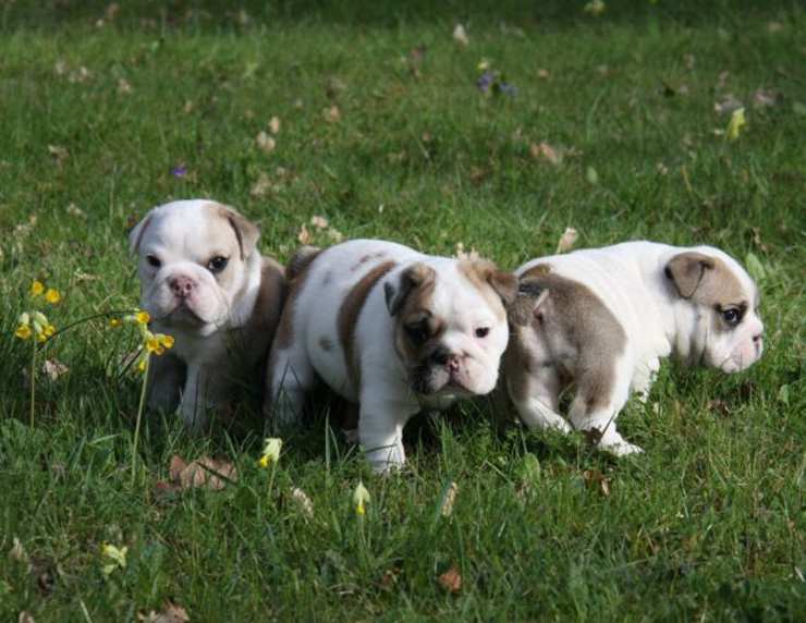 Cuccioli di Bulldog