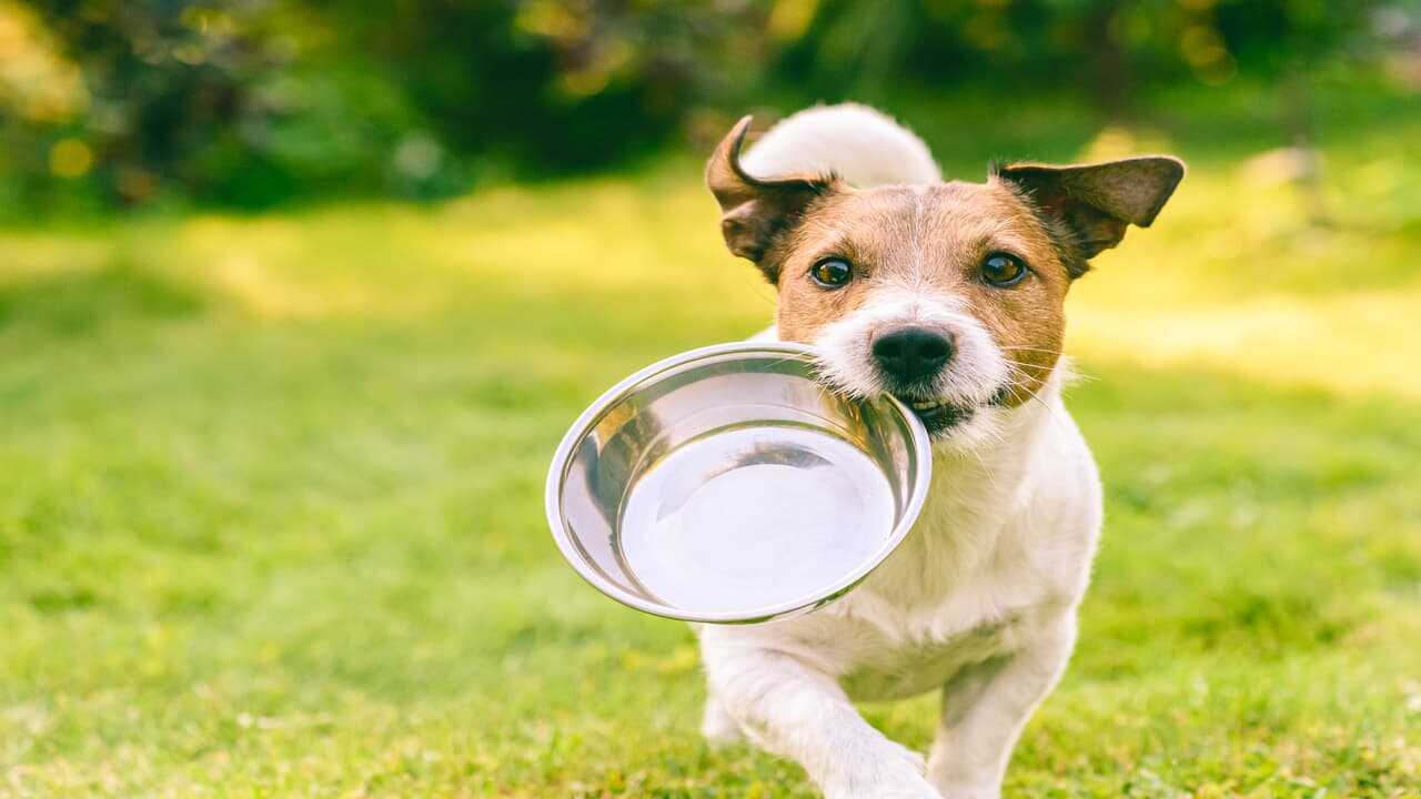 Il cane può mangiare frutta secca? (Foto Adobe Stock)