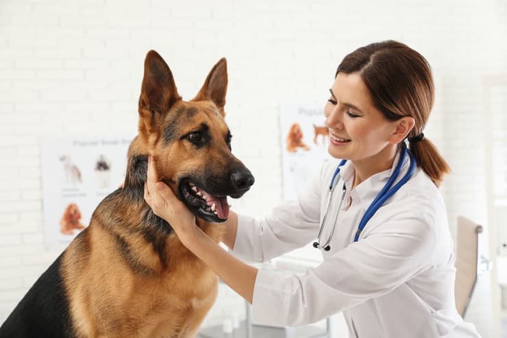 Sterilità nel cane maschio (Foto Adobe Stock)