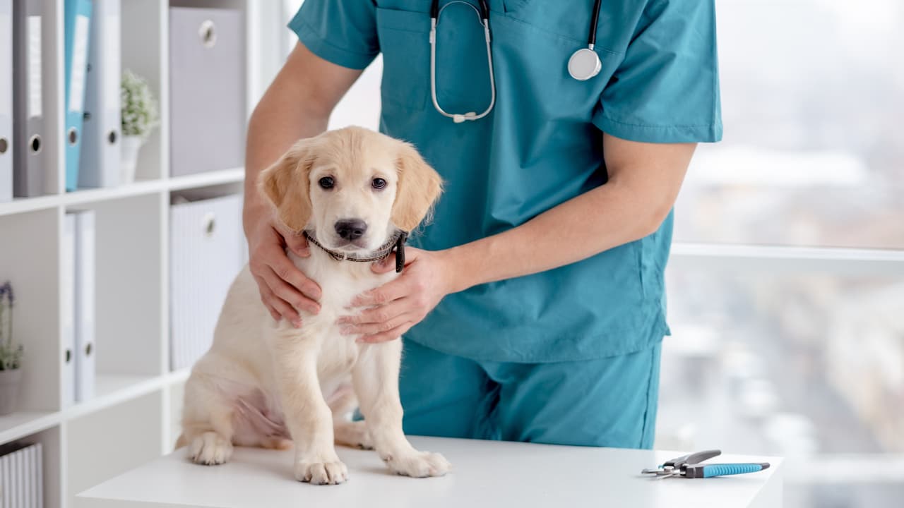 La gastrite nel cane (Foto Adobe Stock)