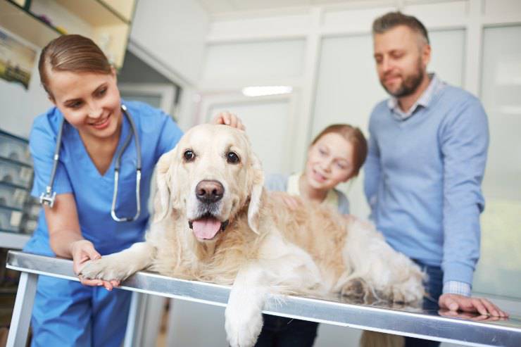 cane dal veterinario