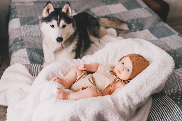 cane e bambino sul letto
