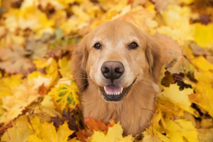 Il cane può mangiare le nocciole? (Foto Adobe Stock)