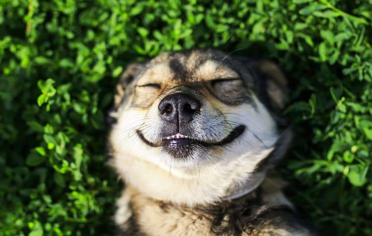 cane sorride