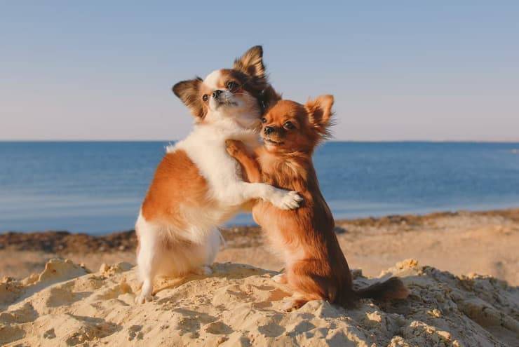 Il cane adulto riconosce la sua mamma? (Foto Adobe Stock)